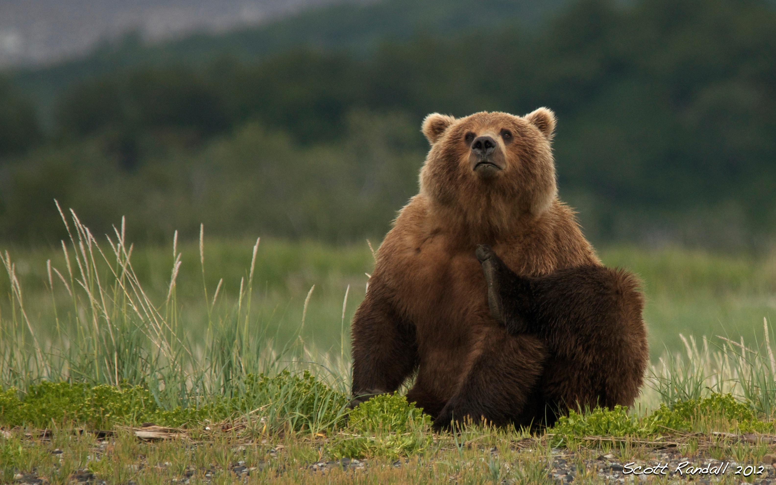 Bear hand. Аляскинский бурый медведь. Тяньшанский бурый медведь. Красивый медведь. Уральский медведь.