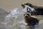 Seal pup at Children's bay in La Jolla
