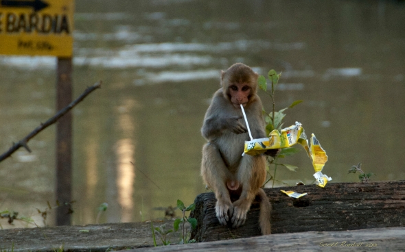 Healthy Monkey Cuisine??