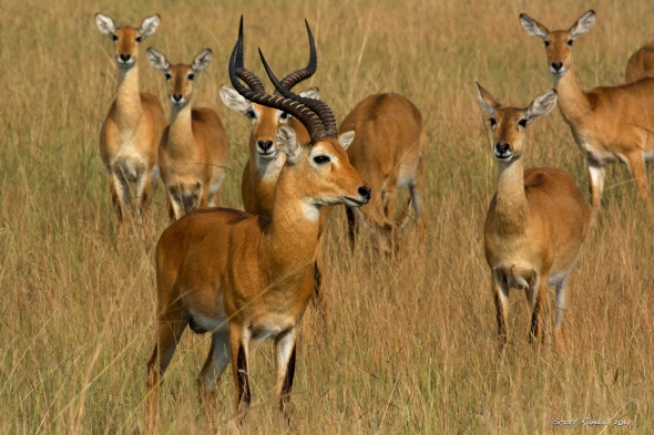 The Kob antelope - a very common sight