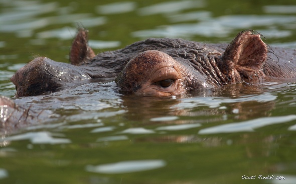 Submerged Hippo