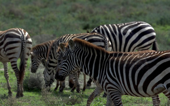 uncropped zebras standing around....
