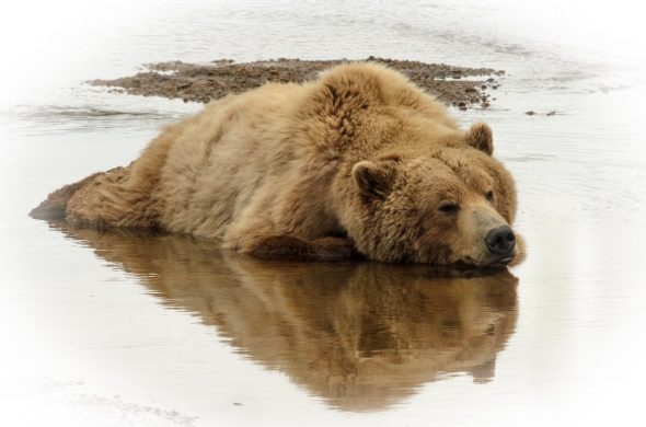 let sleeping bears lie....